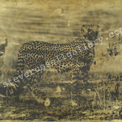 Cheetah Photine II Product Image - Cheetah II Photine