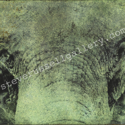 Elephant Photine Product Image - Elephant Photine