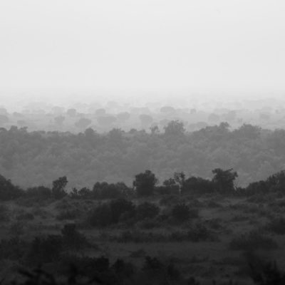Gorilla View II Gorilla View II