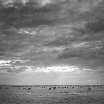 Mara Migration Mara Migration