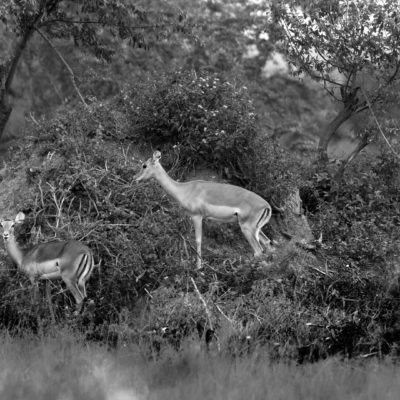 The Hunted The Hunted
