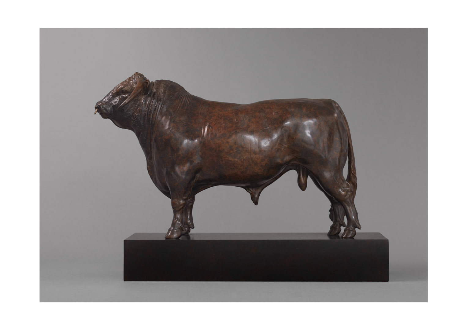 British Longhorn Bull (Blackbrook Philosopher – 20″) British Longhorn Bull (Blackbrook Philosopher – 20″)