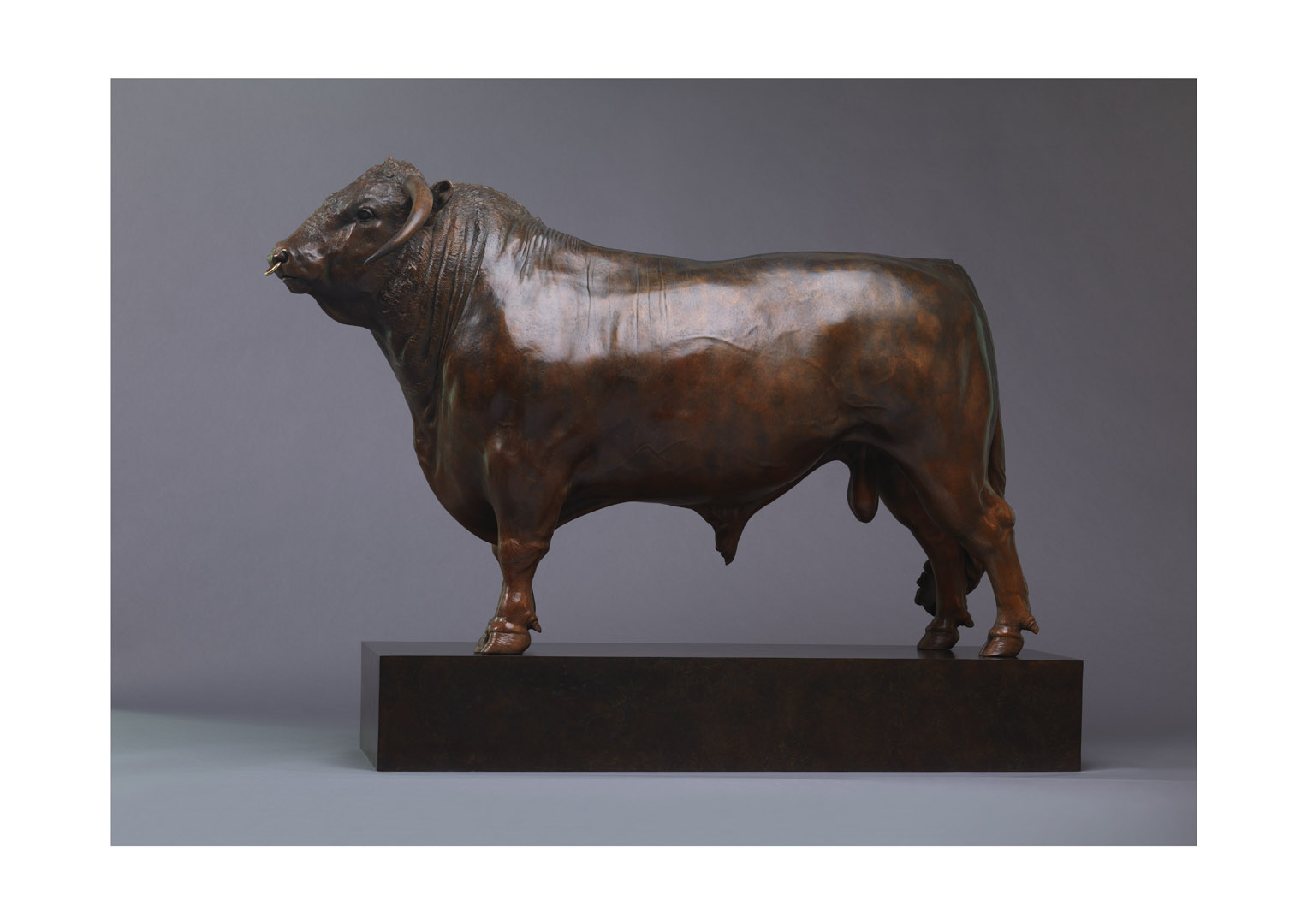 British Longhorn Bull (Blackbrook Philosopher – 40″) British Longhorn Bull (Blackbrook Philosopher – 40″)