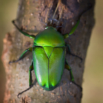 Emerald Goliath Beetle