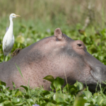 Hippo and Egret