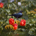 Rüppell’s Glossy Starling on Flowering African Tulip Tree