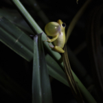 Singing Reed Frog