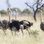 Wobble Of Ostriches